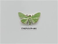 藏品(螟蛾317)的圖片